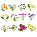 Spring Summer European Flower Large Collection Royalty Free Stock Photo