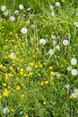 Yellow spring flowers and overblown dandelions on a sunny meadow Royalty Free Stock Photo