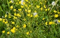 Yellow spring flowers and overblown dandelions on a sunny meadow