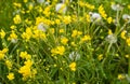 Yellow spring flowers and overblown dandelions on a sunny meadow