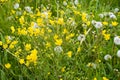 Yellow spring flowers and overblown dandelions on a sunny meadow Royalty Free Stock Photo