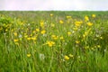 Yellow spring flowers and overblown dandelions on a sunny meadow Royalty Free Stock Photo