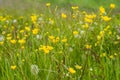 Yellow spring flowers and overblown dandelions on a sunny meadow Royalty Free Stock Photo