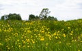 Yellow spring flowers and overblown dandelions on a sunny meadow Royalty Free Stock Photo