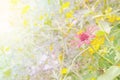 Spring or summer floral abstract background. Flower beautiful Royalty Free Stock Photo