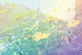 Spring or summer floral abstract background. Flower beautiful Royalty Free Stock Photo