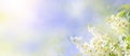 Spring or summer floral background with white bird cherry blossoms Royalty Free Stock Photo