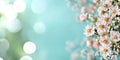 Spring summer floral frame background. Beautiful white flowers on light blue background with bokeh Royalty Free Stock Photo