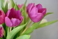 Spring Summer Flower Aesthetic . Defocused macro shots of white and pink tulips Royalty Free Stock Photo