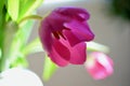 Spring Summer Flower Aesthetic . Defocused macro shots of white and pink tulips Royalty Free Stock Photo