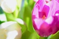 Spring Summer Flower Aesthetic . Defocused macro shots of white and pink tulips Royalty Free Stock Photo