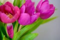 Spring Summer Flower Aesthetic . Defocused macro shots of white and pink tulips Royalty Free Stock Photo