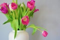 Spring Summer Flower Aesthetic . Defocused macro shots of white and pink tulips Royalty Free Stock Photo