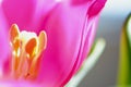 Spring Summer Flower Aesthetic . Defocused macro shots of white and pink tulips Royalty Free Stock Photo