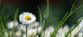 Spring summer flower background banner panorama - Close-up from green meadow with beautiful white daisy flowers   Bellis perennis Royalty Free Stock Photo
