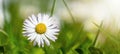 Spring summer flower background banner panorama - Close-up from green meadow with beautiful white daisy flowers   Bellis perennis Royalty Free Stock Photo