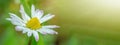 Spring summer flower background banner panorama - Closeup of green meadow with beautiful white daisy flowers Bellis perennis