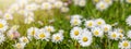 Spring summer flower background banner panorama - Green meadow with beautiful white daisy flowers   Bellis perennis  in sunny Royalty Free Stock Photo