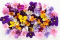 Spring or summer flower composition with edible pansy and violets on white background