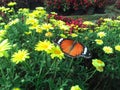 Spring Summer Flower and Lovely Butterfly - Natural Grden