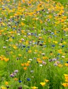 Spring and summer flower with mixed wild meadow. Corn flowers Cyanus segetum, green grass, yellow poppy papaver rhoeas growing Royalty Free Stock Photo