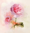 Delicate pink roses in watercolor style