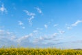 Spring summer flowers field concept background blooming canola fields with blue sky and clouds.Copy space for text or Royalty Free Stock Photo