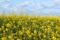 Spring summer flowers field concept background blooming canola fields with blue sky and clouds Royalty Free Stock Photo