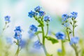Spring or summer flowers landscape. Blue flowers of Myosotis or forget-me-not flower on sunny blurred background Royalty Free Stock Photo