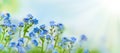 Spring or summer flowers landscape. Blue flowers of Myosotis or forget-me-not flower on sunny blurred background Royalty Free Stock Photo