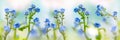 Spring or summer flowers landscape. Blue flowers of Myosotis or forget-me-not flower on sunny blurred background