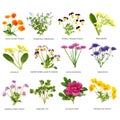 Spring Summer Flowers Large Collection Royalty Free Stock Photo