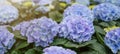 Spring summer gardening floral flower background banner panorama - Close up of beautiful green blooming Hydrangea / Hortensia in Royalty Free Stock Photo