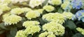 Spring summer gardening floral flower background banner panorama - Close up of beautiful green blooming Hydrangea / Hortensia in Royalty Free Stock Photo