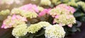 Spring summer gardening floral flower background banner panorama - Close up of beautiful green blooming Hydrangea / Hortensia in Royalty Free Stock Photo