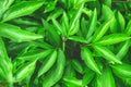 The spring or summer green background of the closeup of the peony leaves. Selective focus.