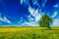 Spring summer green field scenery landscape with single tree Royalty Free Stock Photo