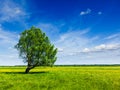 Spring summer green field scenery lanscape with single tree Royalty Free Stock Photo