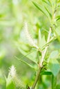 Spring is summer greens, the grass is out of focus, young fresh buds of a branch of a tree and a bush. A young bud of a flower. Royalty Free Stock Photo