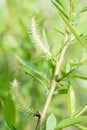 Spring is summer greens, the grass is out of focus, young fresh buds of a branch of a tree and a bush. A young bud of a flower. Royalty Free Stock Photo