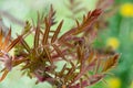 Spring is summer greens, the grass is out of focus, young fresh buds of a branch of a tree and a bush. A young bud of a Royalty Free Stock Photo