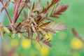 Spring is summer greens, the grass is out of focus, young fresh buds of a branch of a tree and a bush. A young bud of a flower. Royalty Free Stock Photo