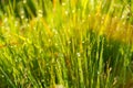 Spring or summer heat abstract nature background with grass in the meadow at sunrise with bokeh lights in the back Royalty Free Stock Photo