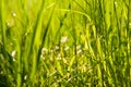 Spring or summer heat abstract nature background with grass in the meadow at sunrise with bokeh lights in the back Royalty Free Stock Photo