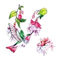 Floral watercolor decorative elements. Spring, summer illustration, pink flower, green leaves, branch, colibri