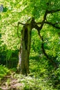 Spring or summer landscape with a forest trail and an old quaint tree with a hollow