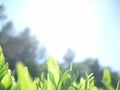 Spring or summer landscape, green grass on the blue sky background with sun rays Royalty Free Stock Photo