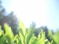 Spring or summer landscape, green grass on the blue sky background with sun rays Royalty Free Stock Photo