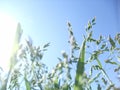 Spring or summer landscape, green grass on the blue sky background with sun rays Royalty Free Stock Photo