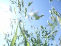 Spring or summer landscape, green grass on the blue sky background with sun rays Royalty Free Stock Photo